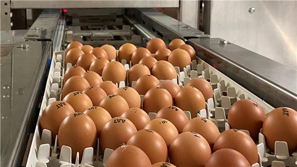 Bei dem Cheggy-Verfahren wird das Ei in einer abgeschlossenen Kammer von unten mit Licht bestrahlt. Das Bild des durchfallenden Lichts wird auf der anderen Seite von einer Kamera erfasst. Auf Basis des berechneten Lichtspektrums kann das Geschlecht des Embryos bestimmt werden.