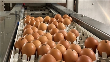 Bei dem Cheggy-Verfahren wird das Ei in einer abgeschlossenen Kammer von unten mit Licht bestrahlt. Das Bild des durchfallenden Lichts wird auf der anderen Seite von einer Kamera erfasst. Auf Basis des berechneten Lichtspektrums kann das Geschlecht des Embryos bestimmt werden.
