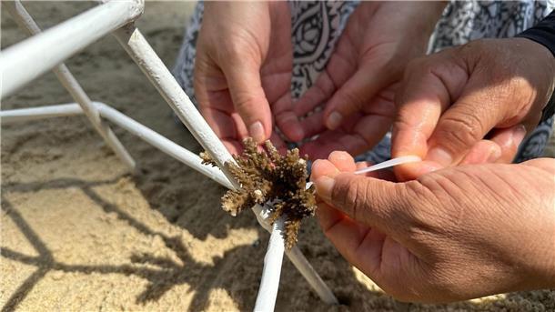 Bei dem Projekt in Vietnam können Touristen selbst Hand anlegen und bei der Rettung der Riffe helfen.