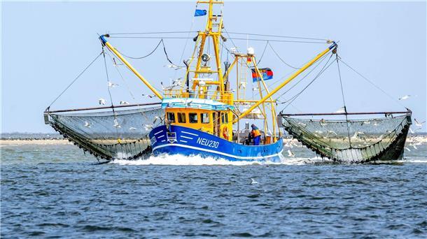 Bei den Nordseekrabben ist der Verkauf in den vergangenen beiden Jahren um 40 Prozent eingebrochen.