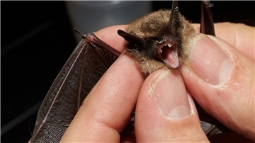Bei der „Batnight“ am 24. August dreht sich alles um die Fledermaus. (Archivbild)