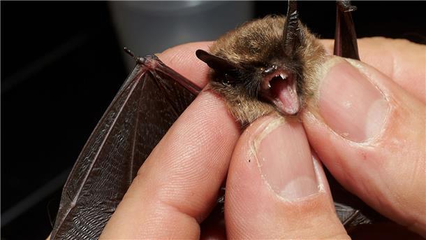 Achtung, Fledermäuse - Höhlen ab Herbst nicht mehr betreten Bei der „Batnight“ am 24. August dreht sich alles um die Fledermaus. (Archivbild)