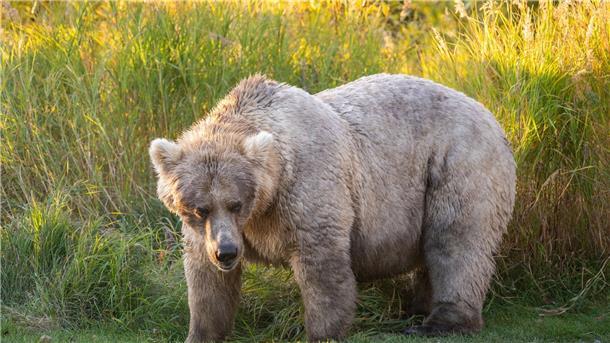 „Fat Bear“-Wahl - Wer siegt als dickster Braunbär? Bei der „Fat Bear“-Wahl in Alaska haben die dicksten Braunbären die besten Chancen auf den Titel.