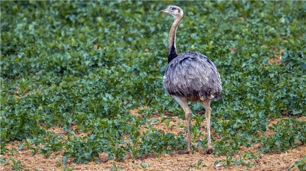 Bei der Zählung von Europas einziger wilder Nandu-Population Ende Oktober entdeckten die Helfer 144 der flugunfähigen Großvögel.
