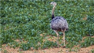 Bei der Zählung von Europas einziger wilder Nandu-Population Ende Oktober entdeckten die Helfer 144 der flugunfähigen Großvögel.