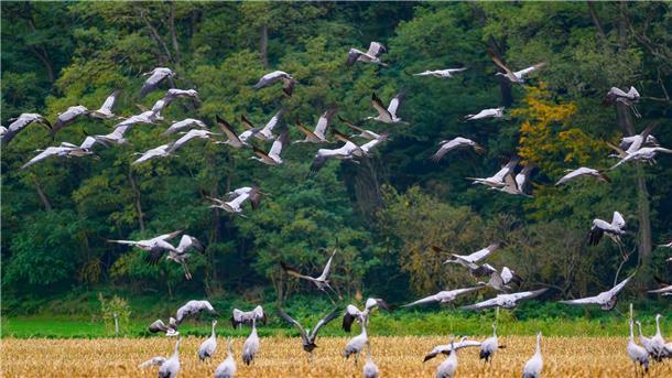 Gnarrenburg: Vogelgrippe bei totem Kranich nachgewiesen Bei einem toten Kranich, der in der Gemeinde Gnarenburg gefunden wurde, ist das Vogelgrippe-Virus nachgewiesen wurden.