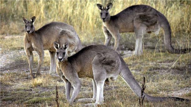 Mann in Australien soll fast 100 Kängurus erschossen haben Bei Hausdurchsuchungen stellte die Polizei Waffen sicher. (Archivbild)