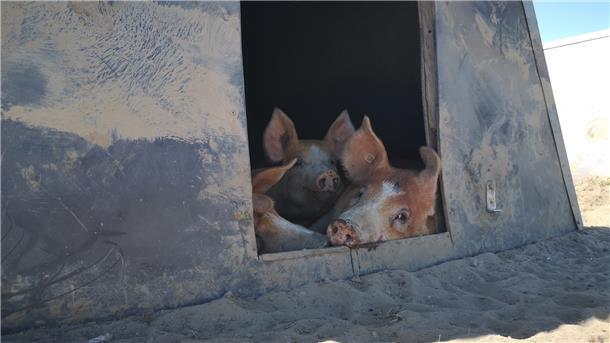 Bei hohen Temperaturen suchen Weideschweine gerne ihre Hütten auf. Dort dösen sie dann vor sich hin und genießen es, sich aneinanderzukuscheln.