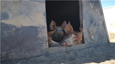 Bei hohen Temperaturen suchen Weideschweine gerne ihre Hütten auf. Dort dösen sie dann vor sich hin und genießen es, sich aneinanderzukuscheln.