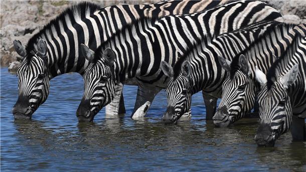 Mit Künstlicher Intelligenz Tiere besser schützen Bei Zebras sind Fellmuster einzigartig und so entschlüsselbar.