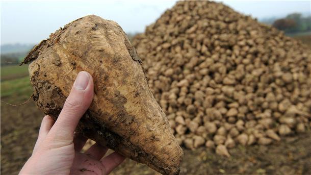 Massive Ernteausfälle durch Pflanzenkrankheit Stolbur Bei Zuckerrüben führt die Pflanzenkrankheit Stolbur zu erheblichen Ertragsverlusten.