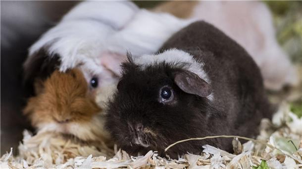 Zwei Meerschweinchen, die auf Streu sitzen, gucken in Richtung Kamera.