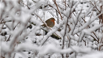 Bekommen wir an Weihnachten ein weißes Winterwunderland wie auf diesem Foto, das im Dezember 2017 aufgenommen wurde?