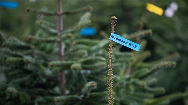 Beliebtester Weihnachtsbaum: Rund 85 Prozent der Käuferinnen und Käufer entscheiden sich für die Nordmanntanne.