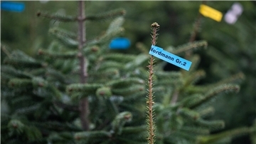 Beliebtester Weihnachtsbaum: Rund 85 Prozent der Käuferinnen und Käufer entscheiden sich für die Nordmanntanne.