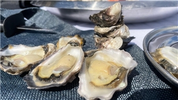 Bereit zum Verzehr - frische Sydney Rock Oysters.
