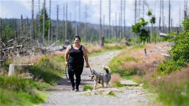 Im Harz können Hunde Kaiser werden Bereits mehr als ein Dutzend Hunde hat alle Wanderziele erreicht.
