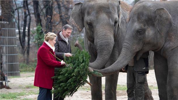 Berlins Regierende Bürgermeisterin Franziska Giffey und Zoodirektor Andreas Knieriem verfüttern im Zoo einen Tannenbaum an die Elefanten.