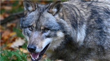 Ein Wolf guckt in die Kamera.