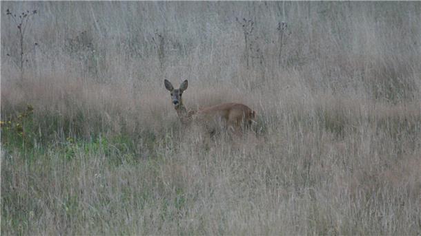 Besucher der DBU-Naturerbefläche Cuxhavener Küstenheiden sollten aufgrund einer anstehenden Gemeinschaftsjagd auf Wildwechsel eingestellt sein.