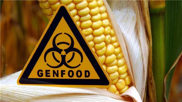 EU-Parlament für weniger strenge Gentechnikregeln  Bevor weniger strenge Gentechnik-Regeln endgültig beschlossen werden können, müssen sie noch in einem weiteren Schritt mit den EU-Staaten ausgehandelt werden.