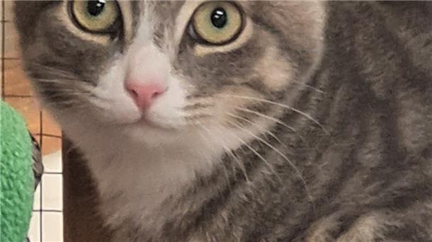 Kleiner Kater