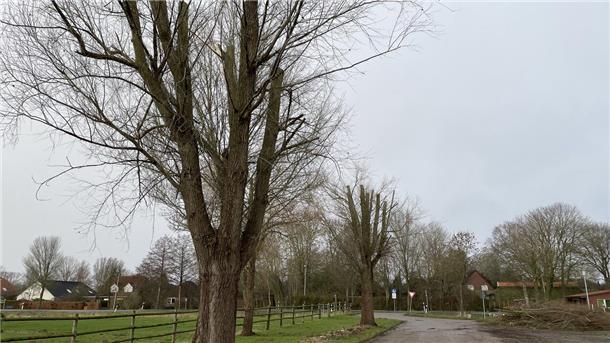 Grüne in Butjadingen: „Das ist Baum-Frevel“