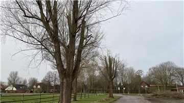 Grüne in Butjadingen: „Das ist Baum-Frevel“