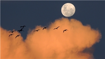 Bei Vollmond durch den Fedderwardersieler Hafen