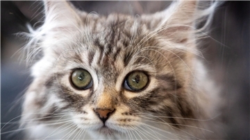 Es schreibt sich besser, wenn eine Katze im Raum ist