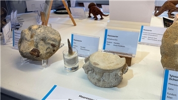 Ausstellungsstücke einer Sonderausstellung
