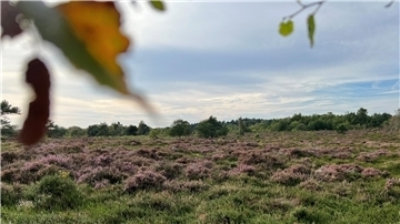 Küstenheide