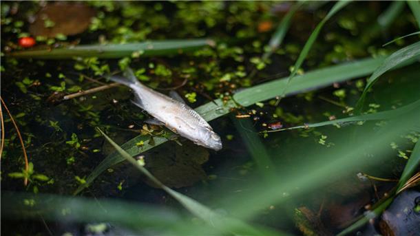 Fischsterben im Strödengraben in Bremerhaven Ein toter Fisch im Wasser