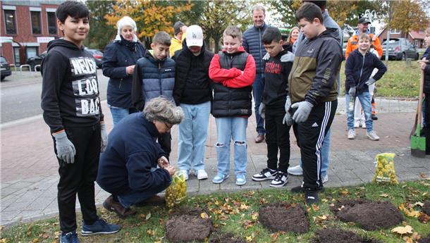 Beverstedter Oberschüler pflanzen rund um das Rathaus Beverstedter Oberschüler pflanzen Frühblüher auf Grünflächen rund um das Rathaus Beverstedt