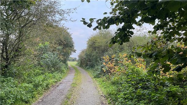 Kommentar: Kahlschlag im Strandwald - Stadt Nordenham muss endlich belastbare Zahlen liefern