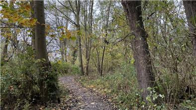 Strandwald in Nordenham