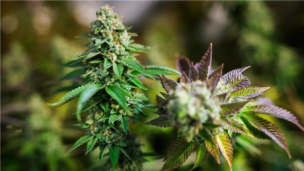 Cannabis-Reform mit Risiko für Minderjährige