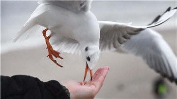 Die Möwe, der Essensdieb