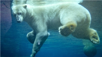 Eisbär Lloyd kommt mit Mama Olinka nach Bremerhaven