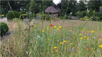 Neuer Lebensraum für Bienen