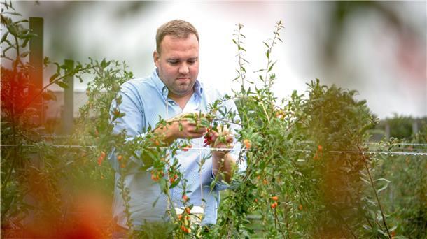 Ein Mann erntet Goji-Beeren