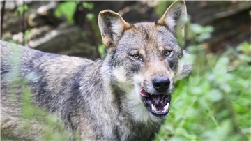 Schutzstatus beim Wolf gesenkt: Aber ändert sich dann wirklich was?