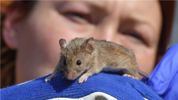 Eine Maus auf einem Handschuh