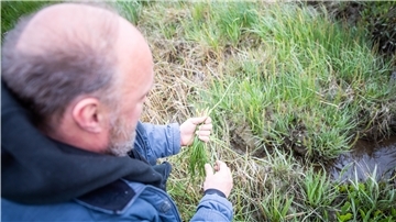 Das grüne Gold der Wurster Küste