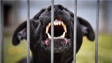 Pitbull bleibt verschwunden