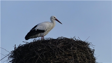 Der erste Storch ist zurück in Sievern.
