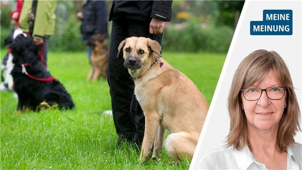 Einen Hundeführerschein für ein besseres Hundeleben? Rechts das Porträt einer Frau mit blonden Haaren und Brille, links ein brauner Hund