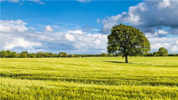 Weites Land, blauer Himmel, weite Ferne, Baum, Weide