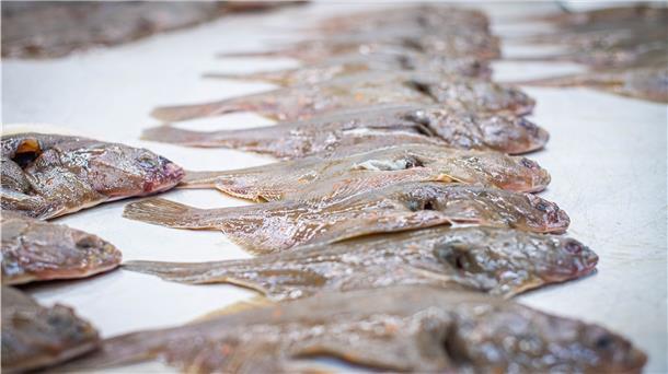 Neue Fische in der Nordsee