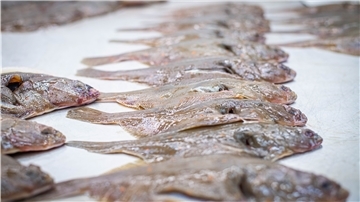 Neue Fische in der Nordsee